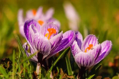 White crocus - spring flower Stock Photos