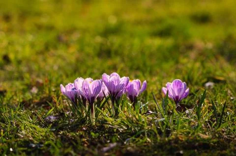 White crocus - spring flower Stock Photos