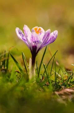 White crocus - spring flower Stock Photos