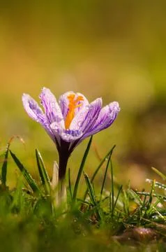 White crocus - spring flower Stock Photos