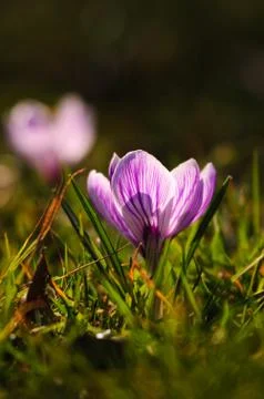 White crocus - spring flower Stock Photos