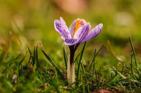 White crocus - spring flower Stock Photos