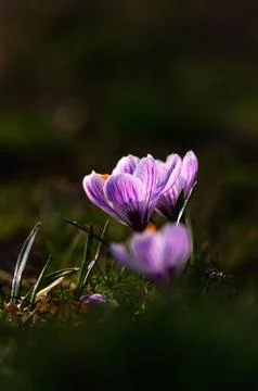 White crocus - spring flower Stock Photos