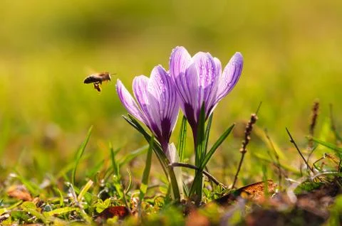 White crocus - spring flower Stock Photos