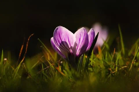 White crocus - spring flower Stock Photos