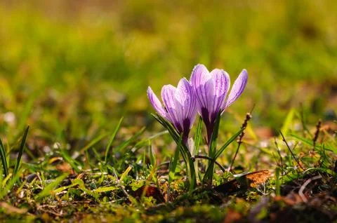 White crocus - spring flower Stock Photos