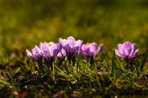 White crocus - spring flower Stock Photos