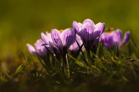 White crocus - spring flower Stock Photos