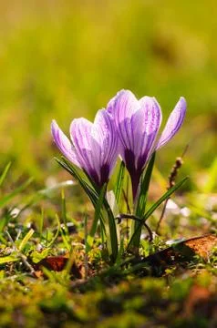 White crocus - spring flower Foto stock