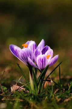 White crocus - spring flower Stock Photos