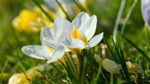 White crocus in spring Stock Photos