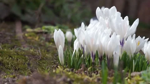 White Crocuses and a Bee Stock Footage 237631592