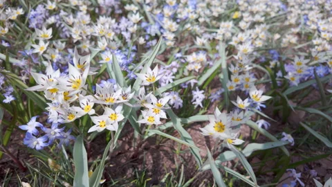 White crocuses bloom in the center of a spring garden. Stock Footage 332130608