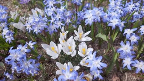White crocuses bloom in the center of a spring garden. Stock Footage 332130836