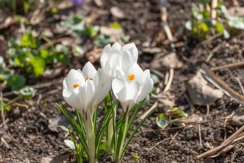 White crocuses bloom in early spring garden soil Foto stock
