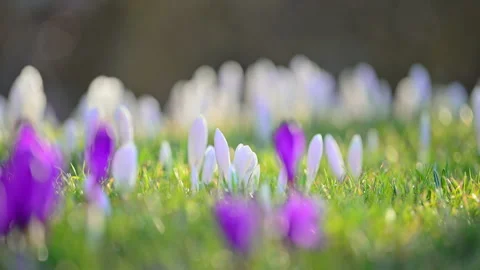 White crocuses blooming in forest clearing, sunny spring day, peaceful 4K slow Stock Footage 325995984