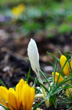 White crocuses blooming in the garden. Easter time Stock Photos