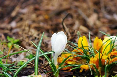 White crocuses blooming in the garden. Easter time Stock Photos