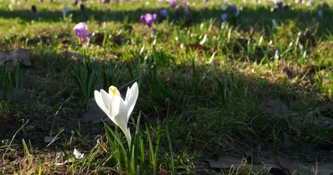 White Crocuses Blooming on a Sunny Early Spring Day Stock-Footage 344893161