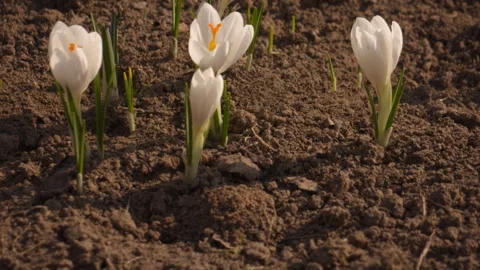 White crocuses close-up, camera tilt up, spring garden natural light Stock Footage 331797522