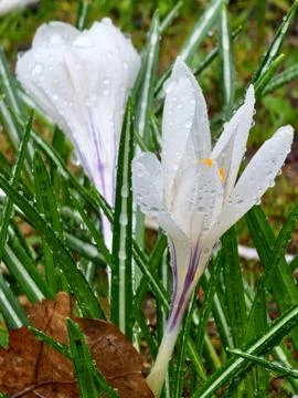 White crocuses in early spring after rain. Drops of water on flower petals. C Foto stock