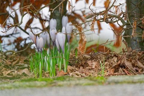 White crocuses emerging through dry leaves beneath bare garden branches Stock Photos