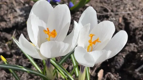 White crocuses Stock Footage 179114925