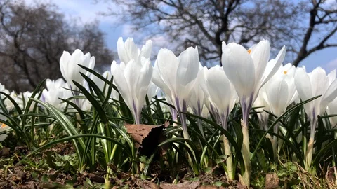 White crocuses growing on the ground in early spring close up Stock Footage 127725509