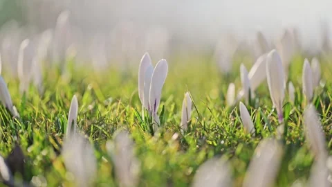 White crocuses in lush green meadow, sunlight sparkles as wind dances through Stock Footage 299653320