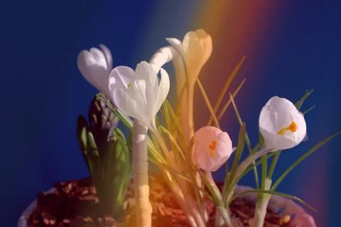 White crocuses in a vase Stock Photos