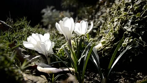 White crocuses  on a windy sunny day on the flowerbed Stock Footage 146852609