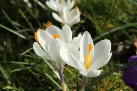 White crocusus Foto stock