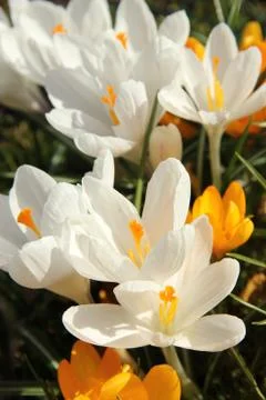 White crocusus in spring sunlight Stock Photos