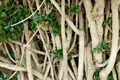 White crooked stems Stock Photos