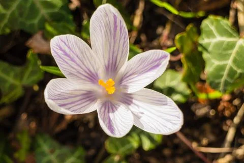 White crosus on grass Foto stock