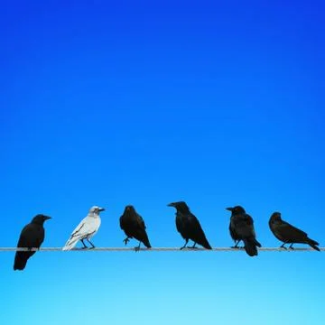 White crow and black crows. Different concept Stock Illustration
