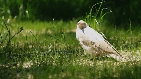 White crow sitting on the grass Stock-Footage 77102539