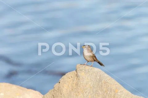 White crown sparrow standing perched on a rock with bay water in background. Stock Photos