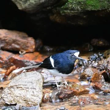 White-crowned forktail Stock Photos