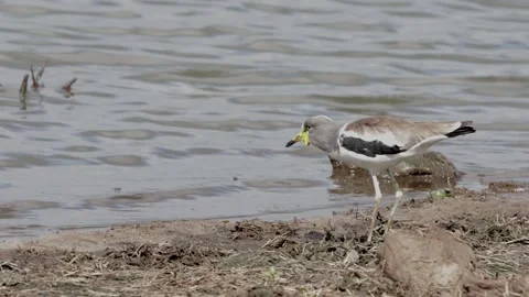 White-crowned lapwing feeding Stock Footage 307089740