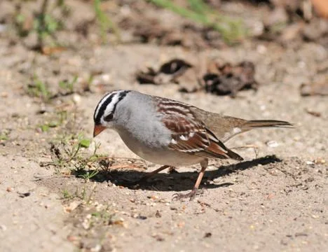 White-crowned Foto stock