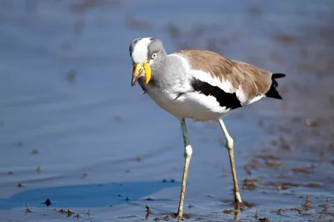 White crowned plover Stock Photos
