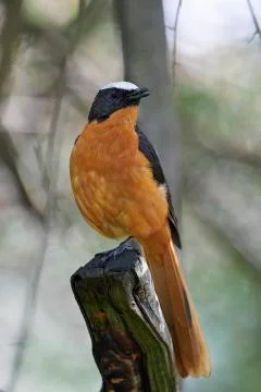 White-crowned robin-chat (Cossypha albicapilla) Stock Photos