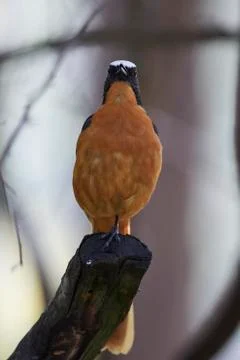 White-crowned robin-chat (Cossypha albicapilla) Stock Photos