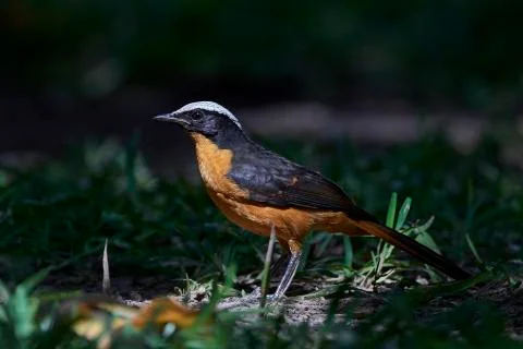 White-crowned robin-chat (Cossypha albicapilla) Stock Photos