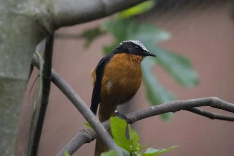 The White-Crowned Robin-Chat (Cossypha albicapillus). Stock Photos