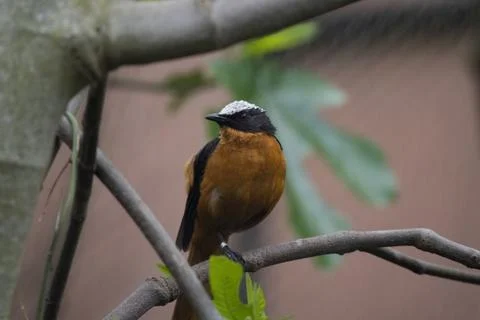 The White-Crowned Robin-Chat (Cossypha albicapillus). Stock Photos
