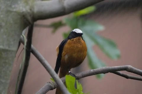 The White-Crowned Robin-Chat (Cossypha albicapillus). Stock Photos
