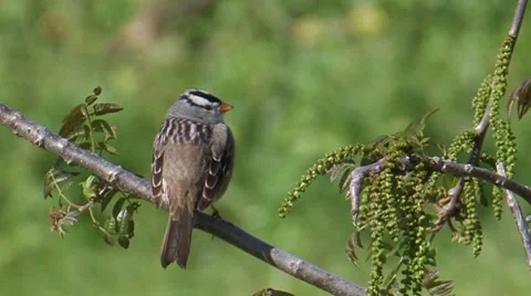 White-crowned Sparrow 2 Stock Footage 8549349