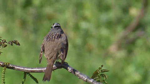 White-crowned Sparrow 3 Video stock 8549342